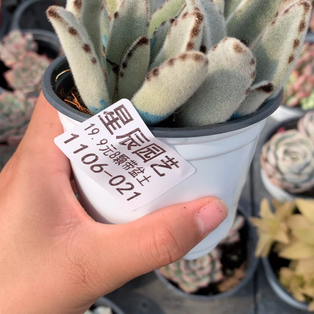 1106-021多肉植物带盆带盆土