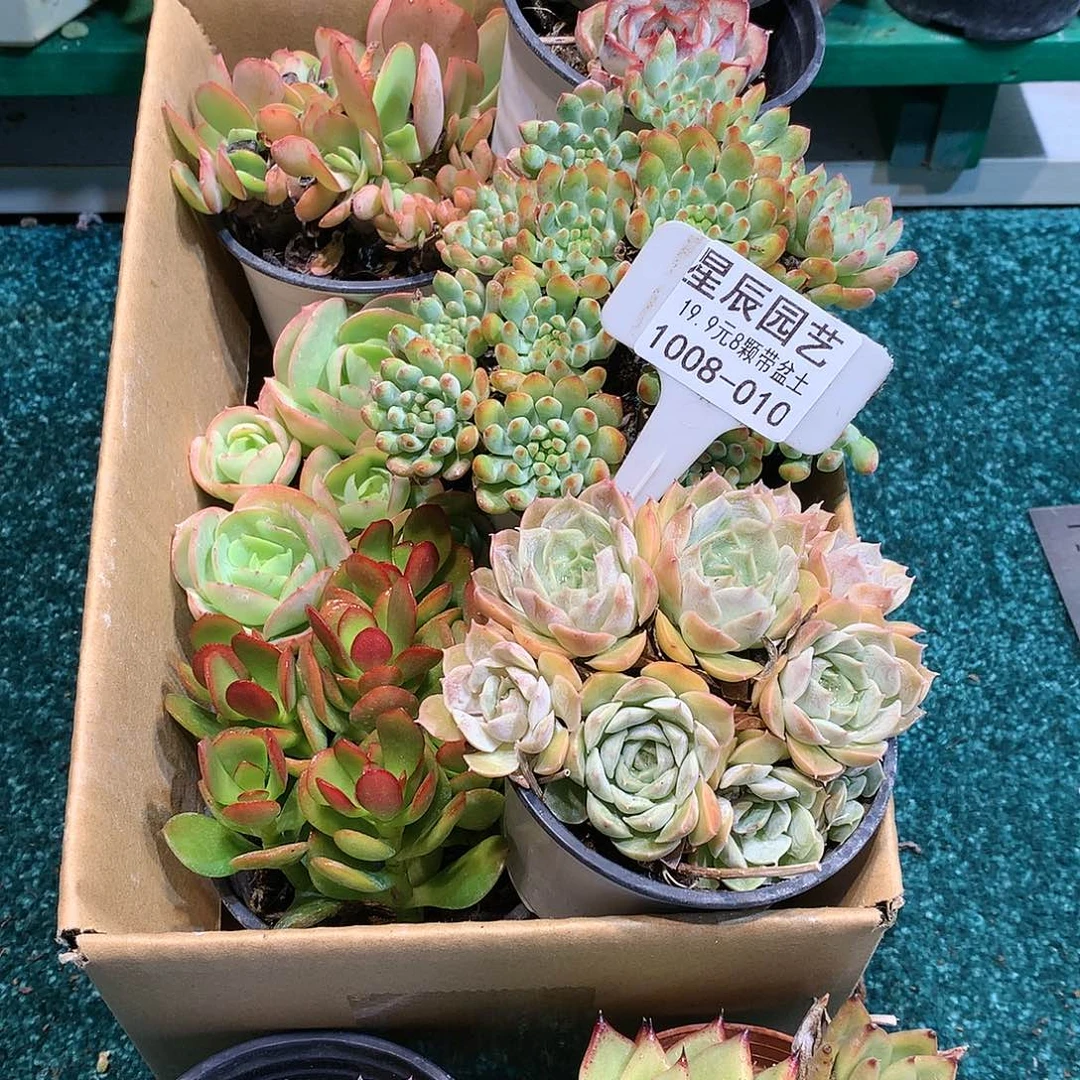 1008-010多肉植物8颗90盆带盆土