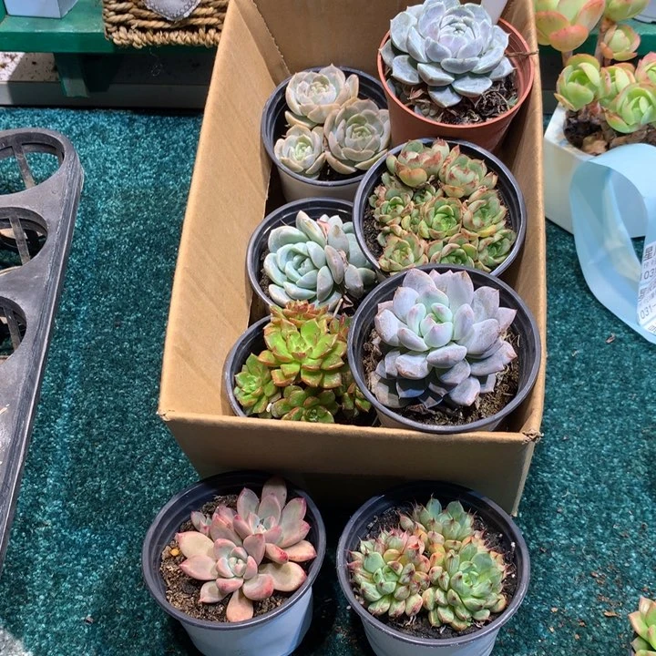 1031-033多肉植物8颗90盆带盆土