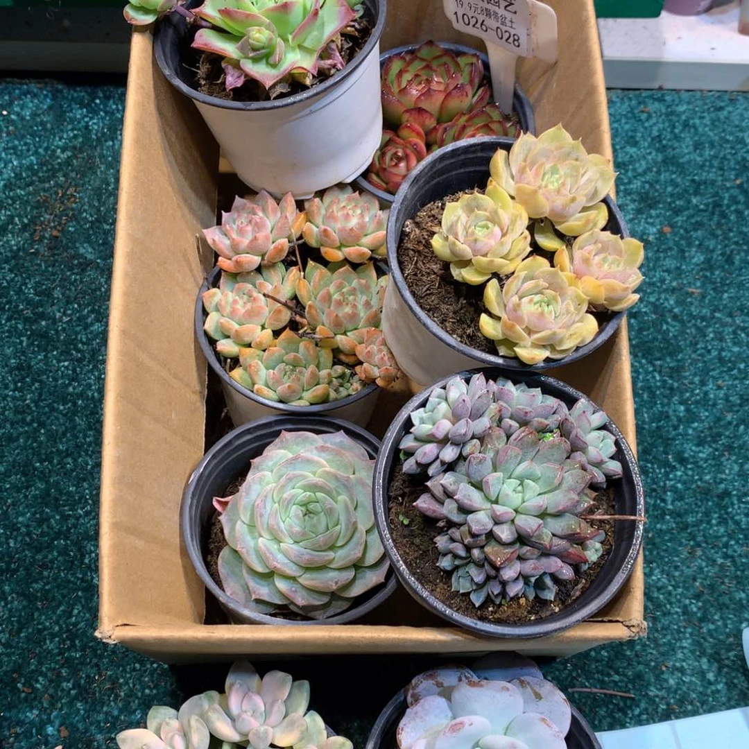 1026-028多肉植物8颗90盆带盆土