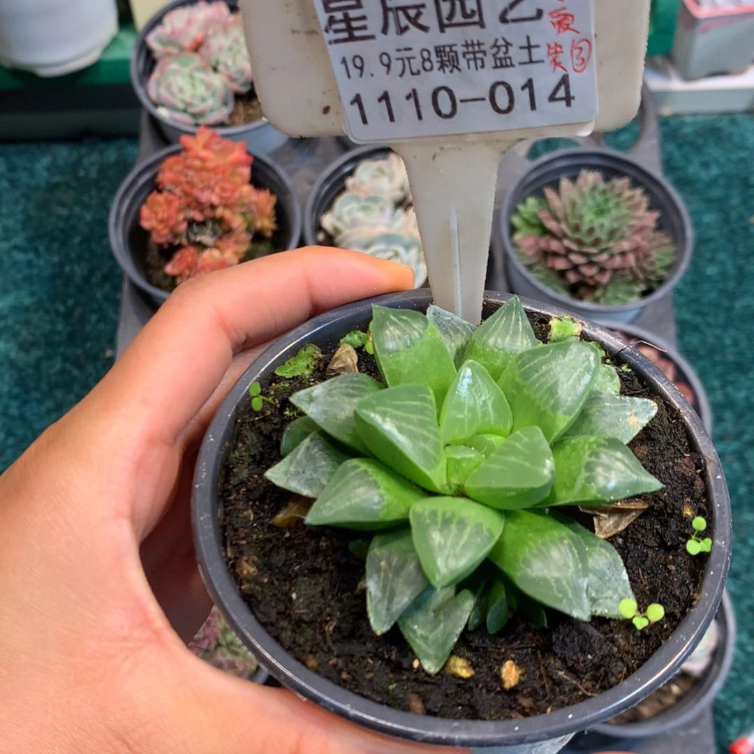 1110-014多肉植物带盆带盆土