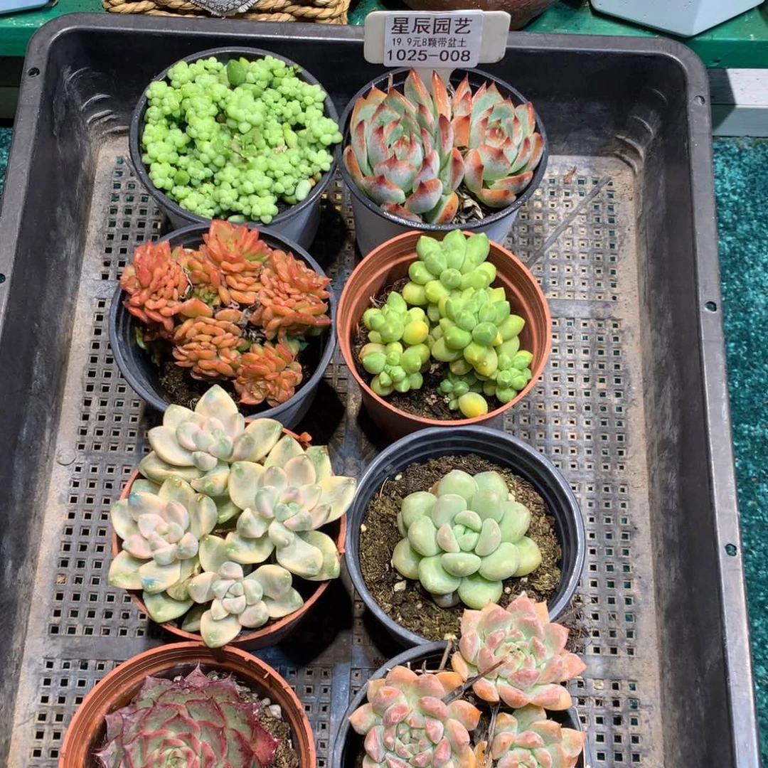 1025-008多肉植物8颗90盆带盆土