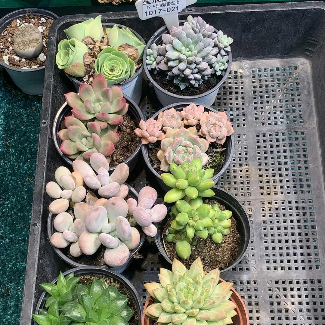 ?***顺1017-021多肉植物8颗90盆带盆土