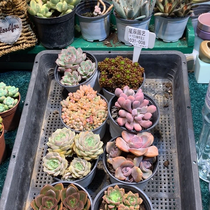 1031-008多肉植物8颗90盆带盆土