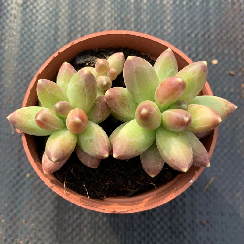 千代田之松多肉植物基地种植发货办公室内窗台阳台好养绿植小盆栽