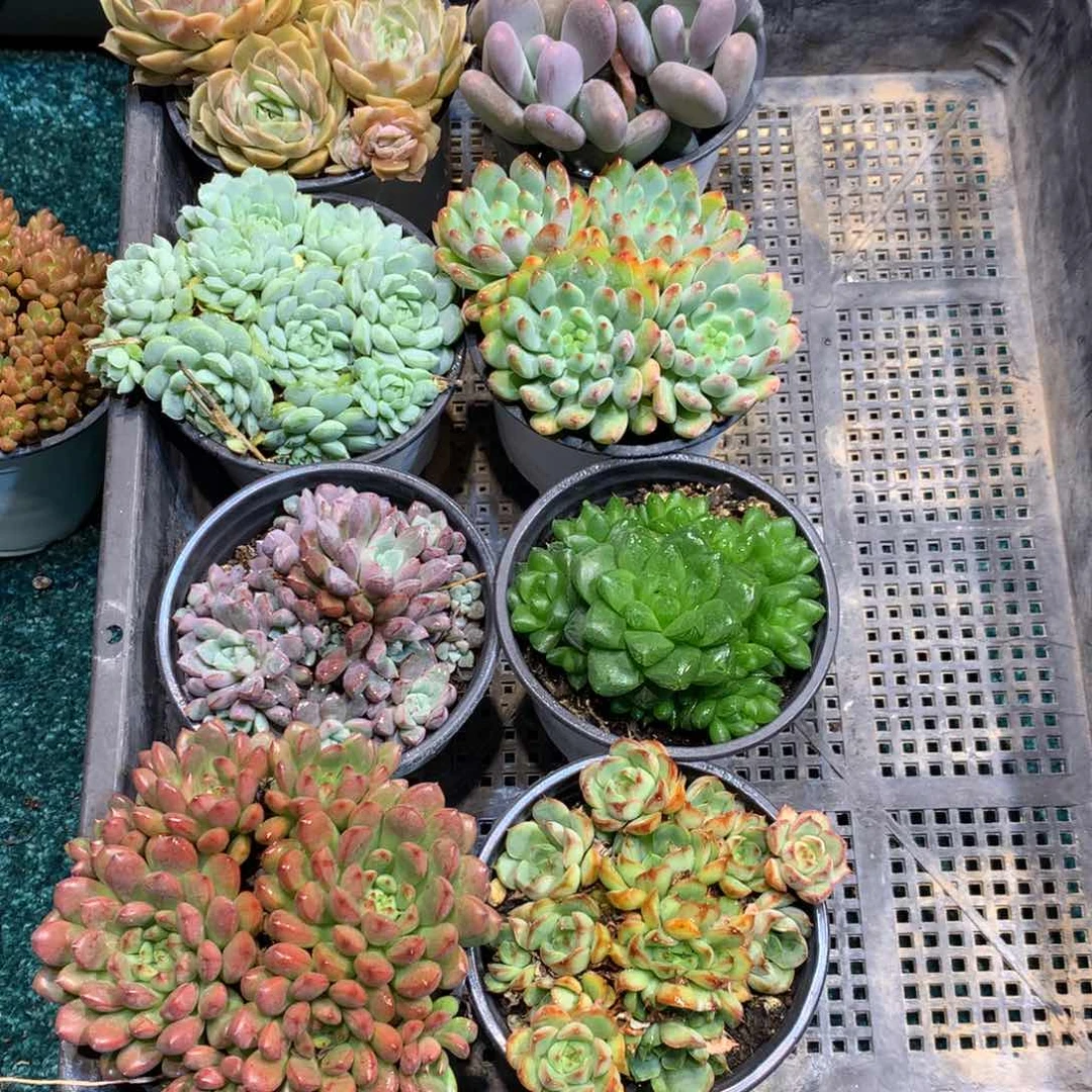 潇**琳1028-015多肉植物8颗90盆带盆土