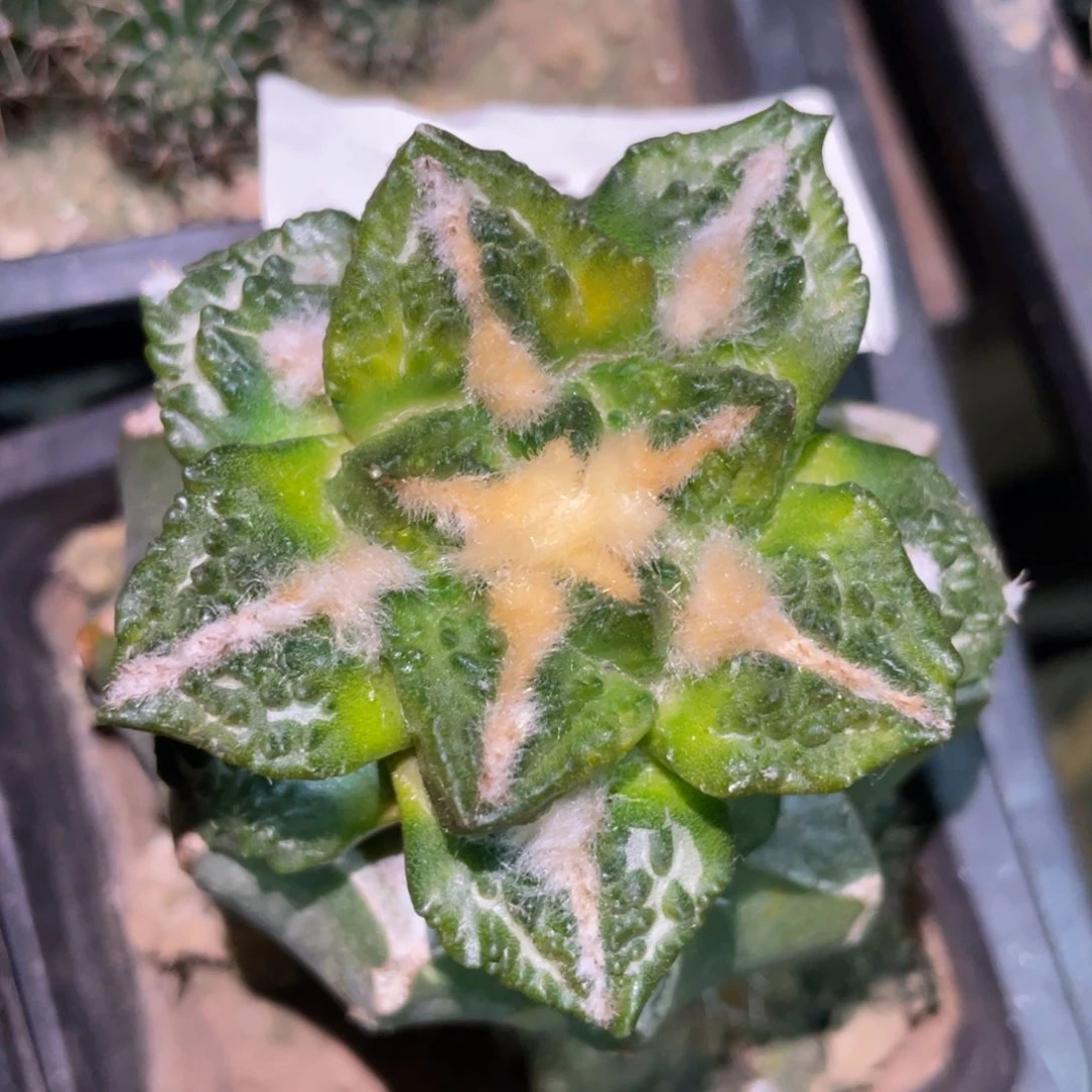 黄体大犹龟甲锦 仙人球开花