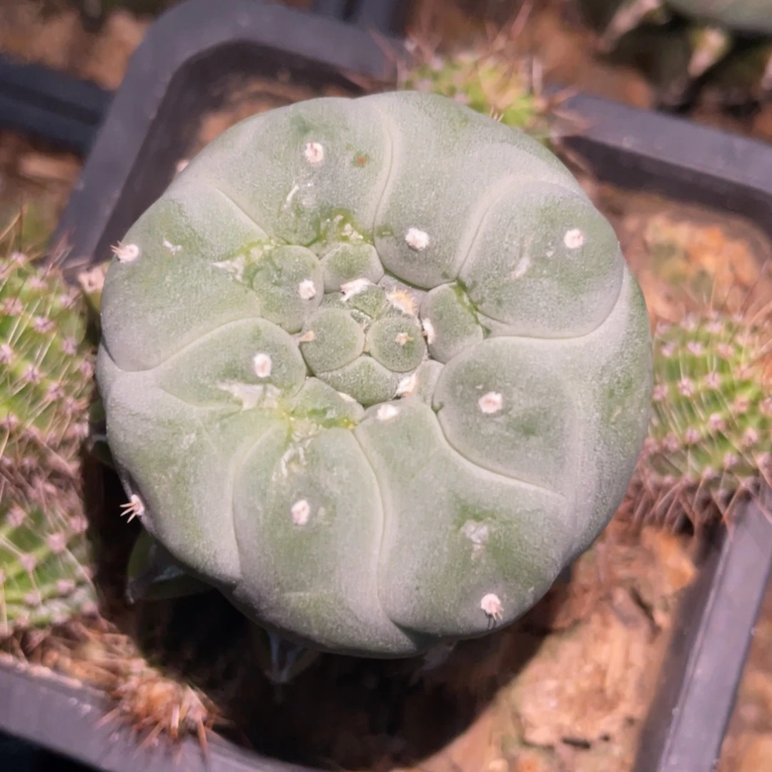 犹银怪胎体 仙人球