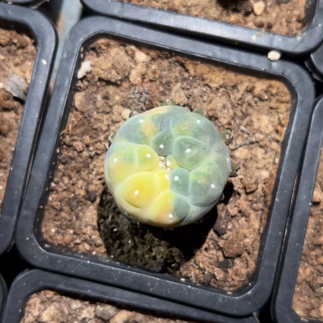 散斑犹银锦 006 仙人球