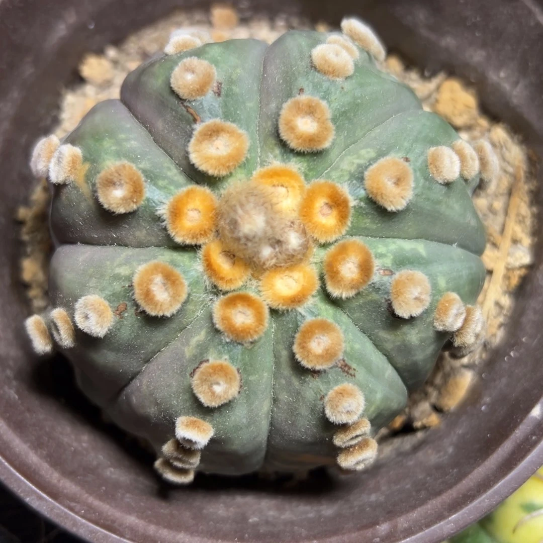 金毛高绒 自根 海星体 连星兜锦