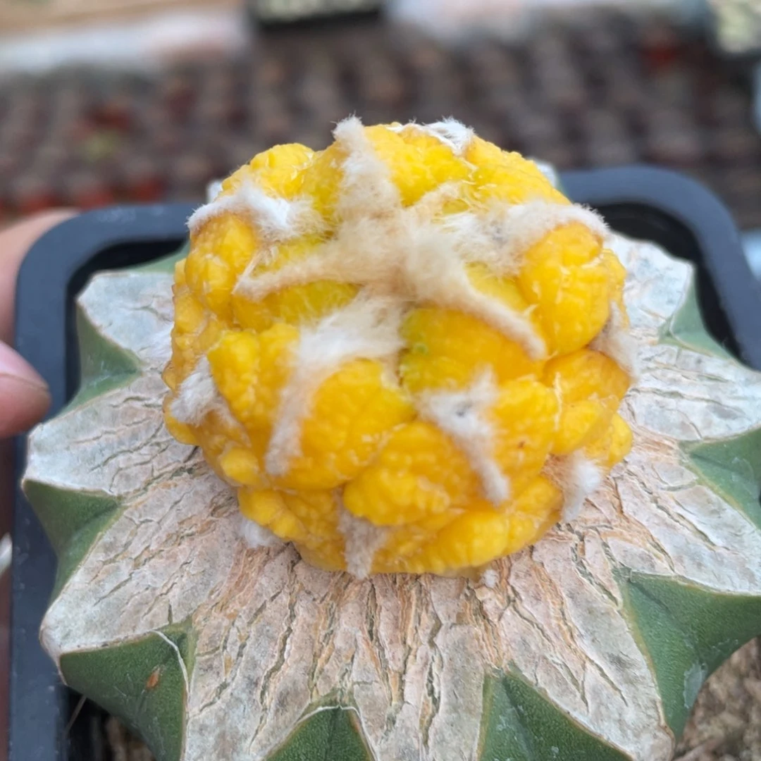 丸犹连山宝塔连山牡丹锦 仙人球