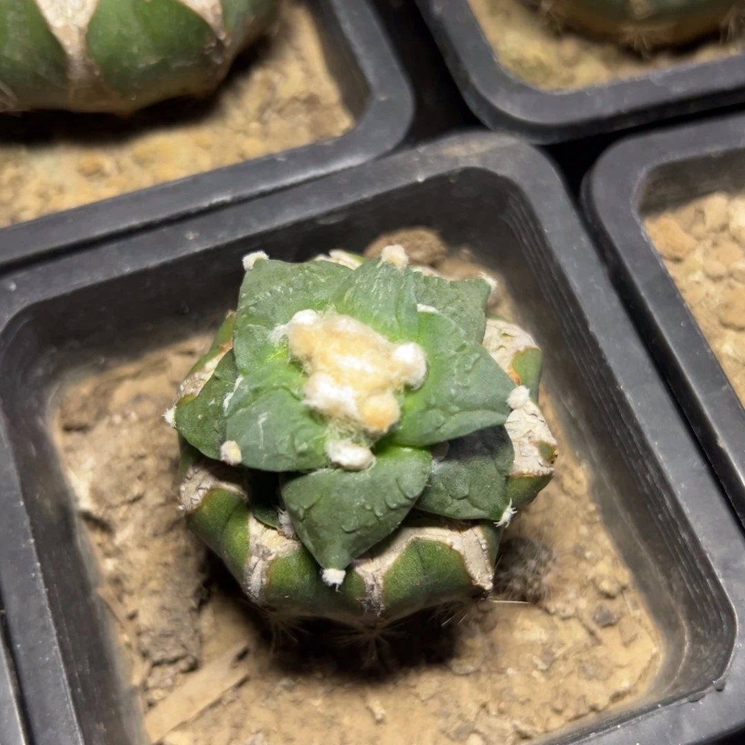 牛舌怒 仙人球开花