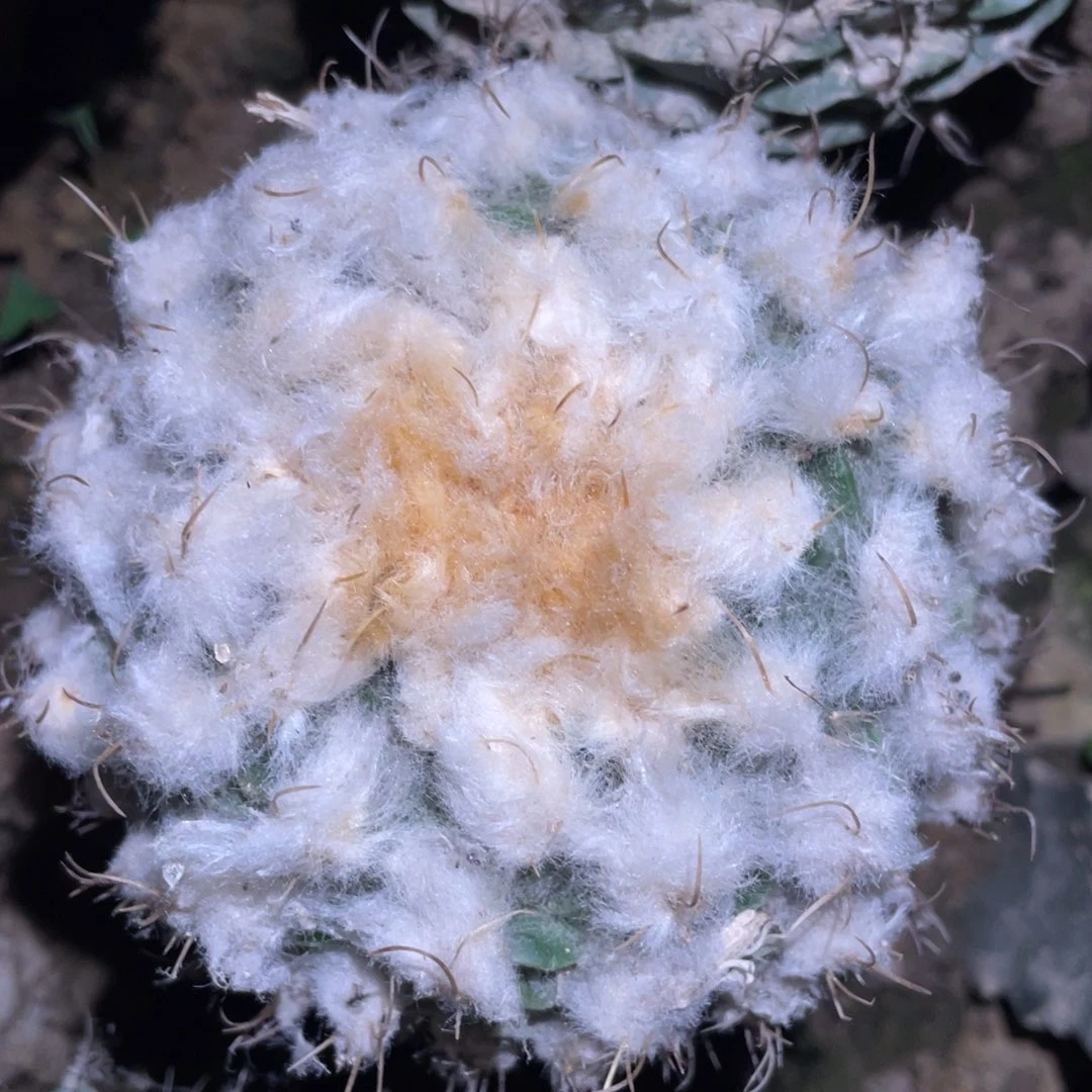 雪顶帝冠 仙人球开花