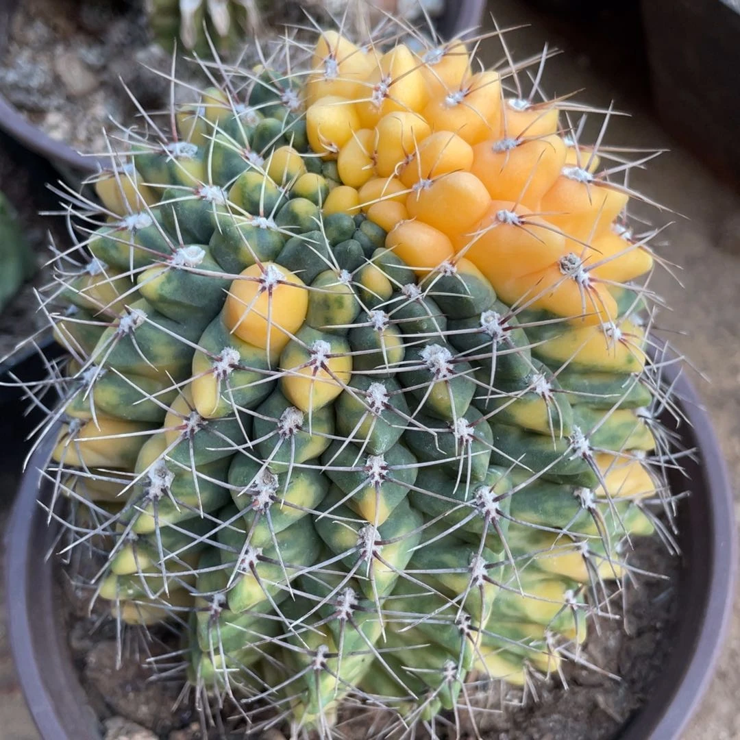 螺旋自根散斑绯花玉锦 仙人球