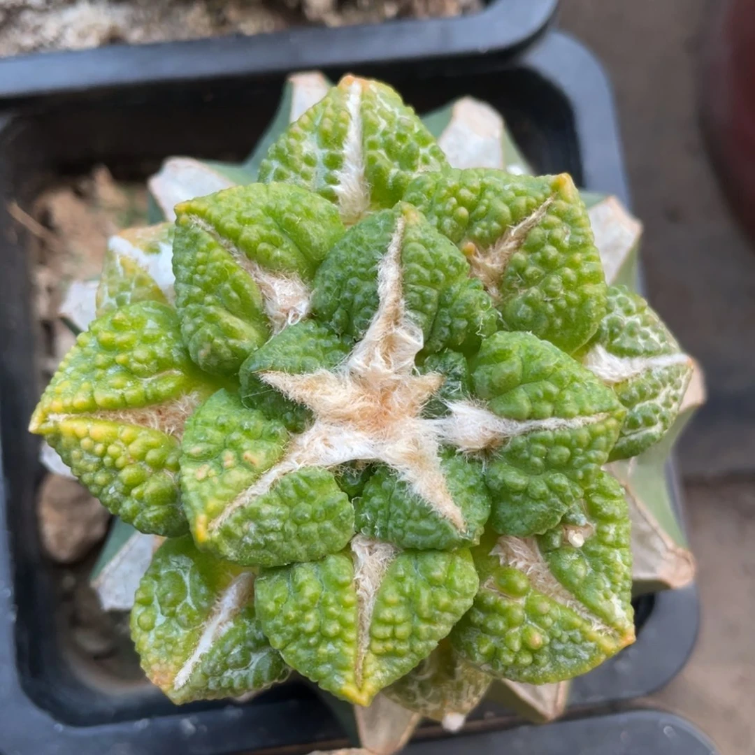 中筋大犹龟甲黑牡丹锦 仙人球