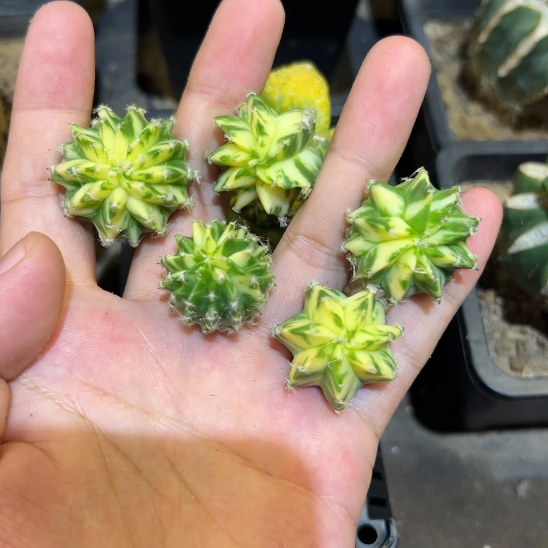 鸾凤玉花变 仙人球 119