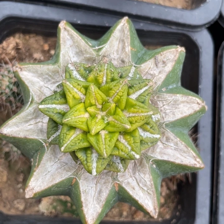 螺旋黑牡丹锦 仙人球开花