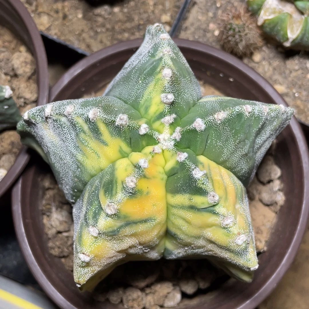 自根散斑银纱龟甲鸾凤玉