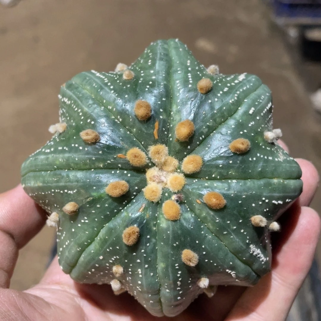 雪花海星兜 仙人球开花