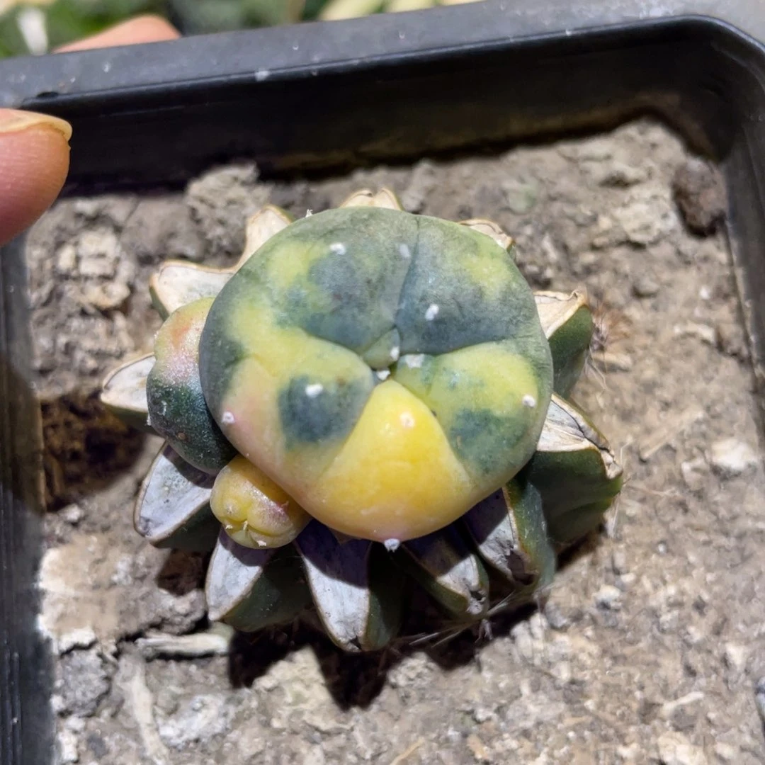 散斑乌锦 仙人球开花