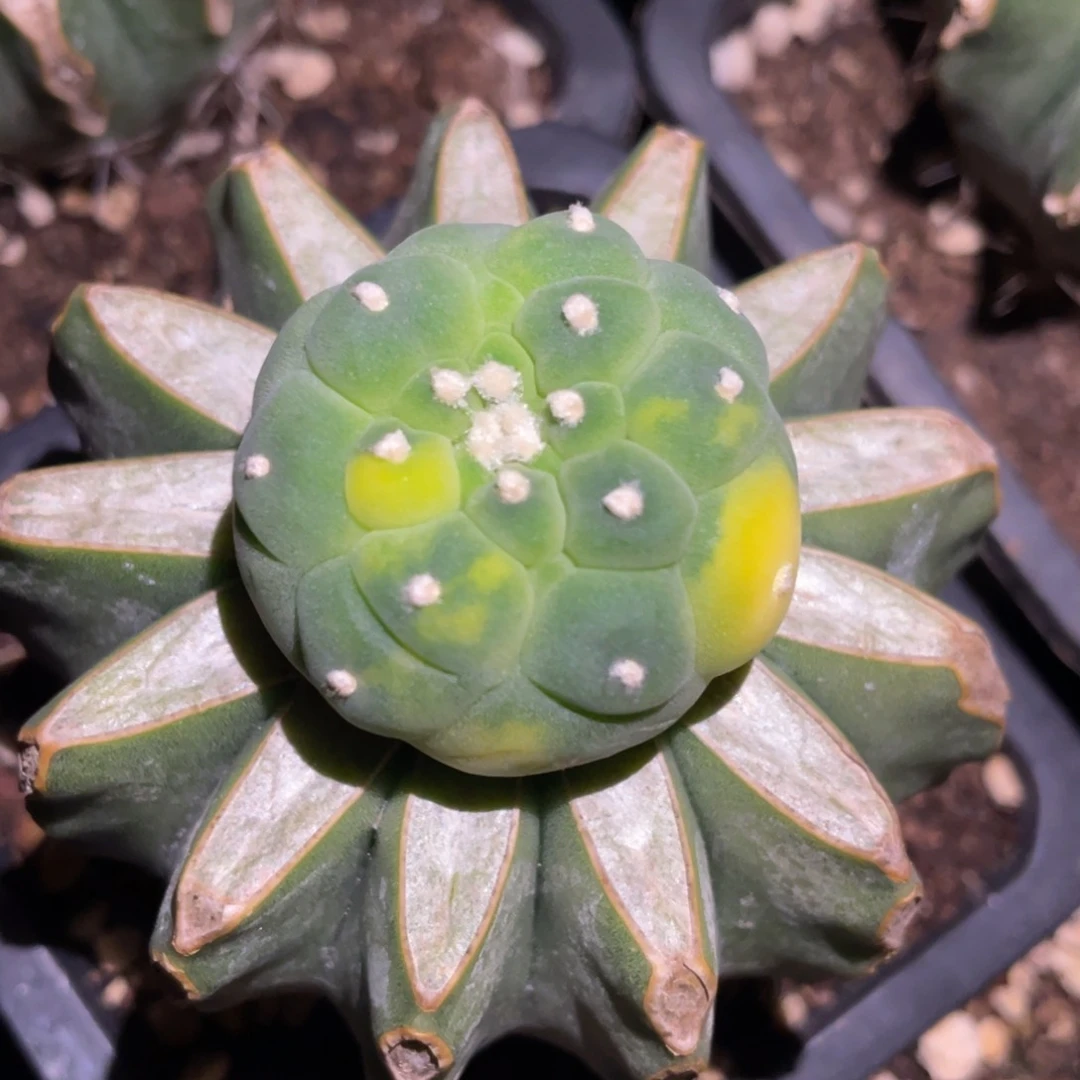 散斑乳突犹银锦 仙人球开花