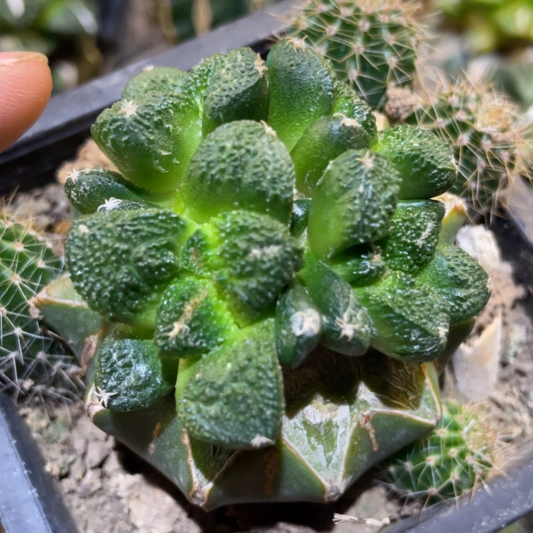 群体 仙人球开花 520