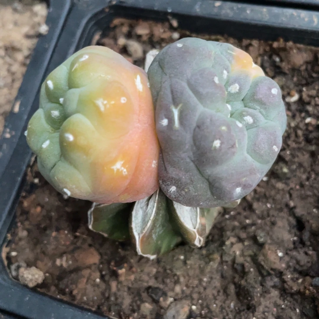 双头连体犹银锦005 仙人球