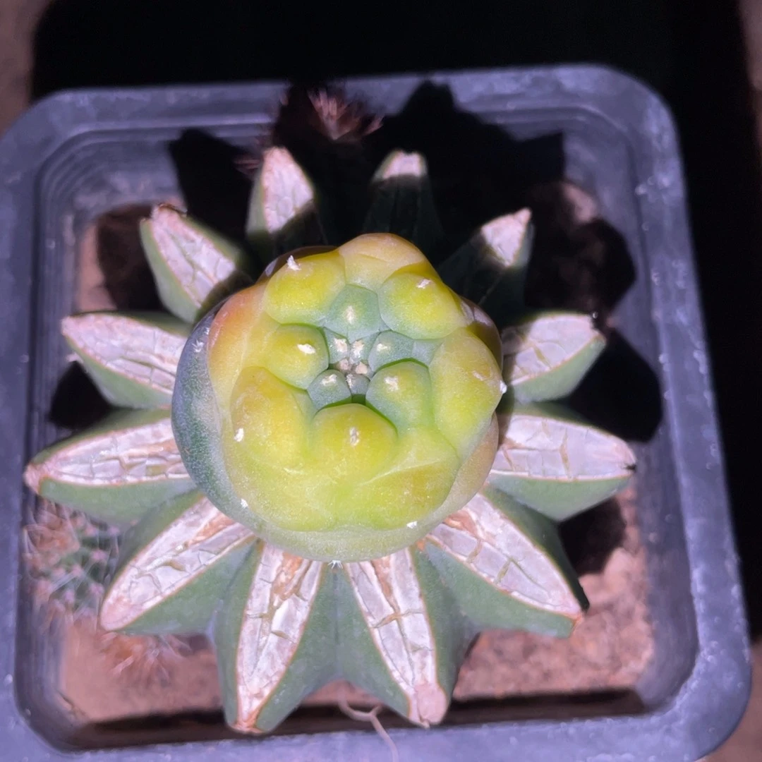 用****8犹银锦 仙人球开花