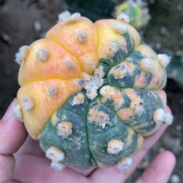 腹棱龟甲兜锦 仙人球