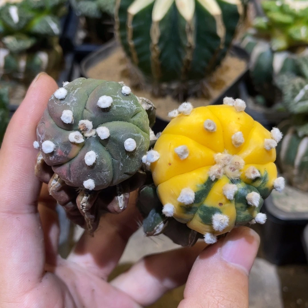 兜锦一对 其中一个草球缺水