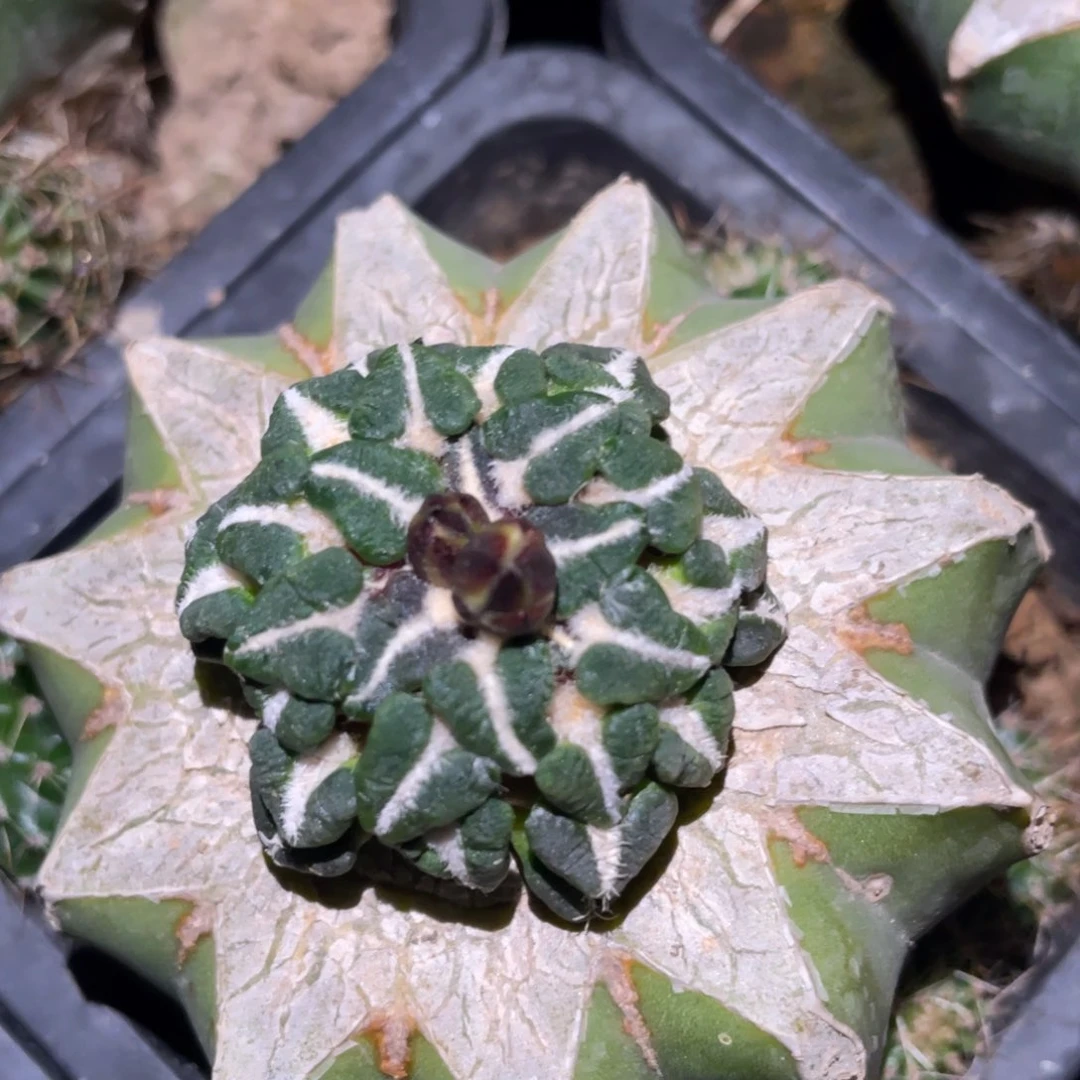 螺旋馒头姬牡丹 仙人球