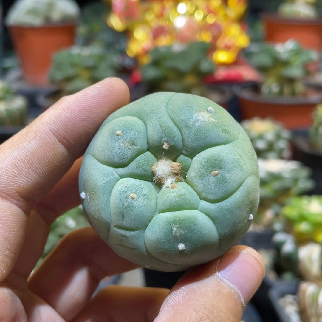 落地犹银 木心根