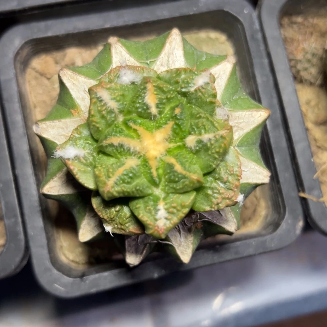 螺旋龟甲牡丹锦 仙人球