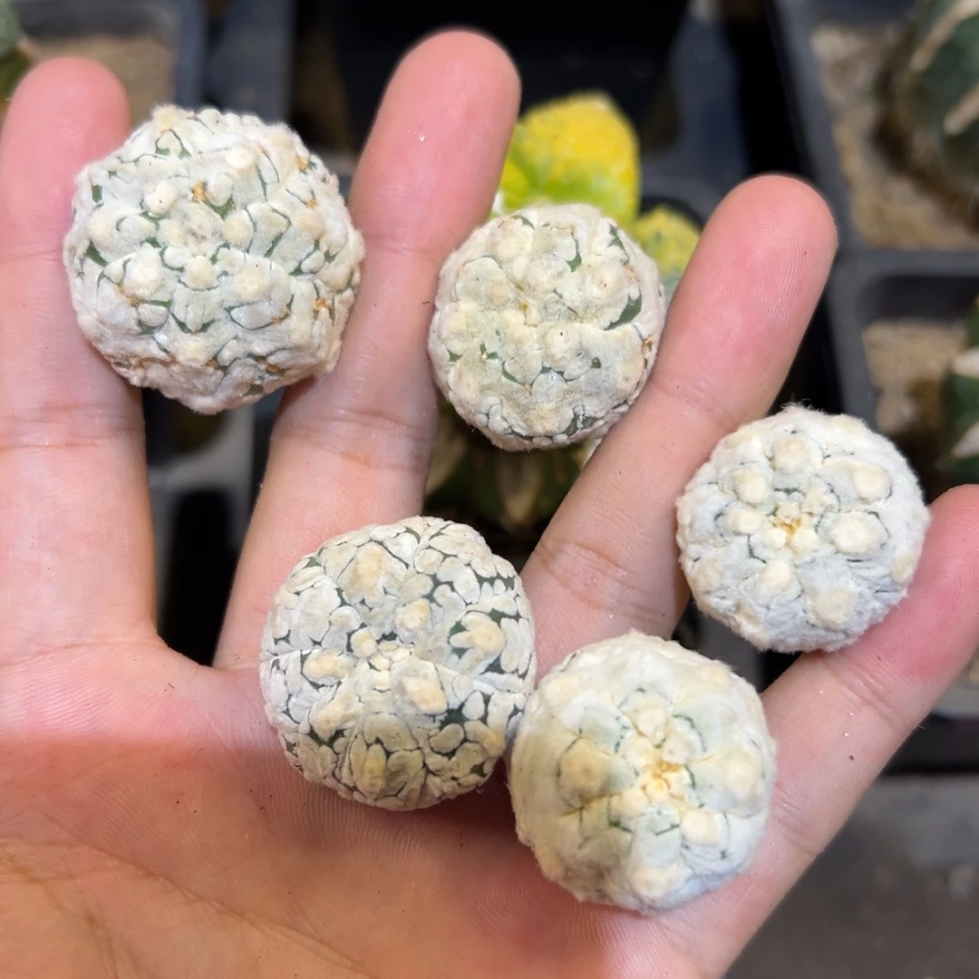 兜兜一组 仙人球153