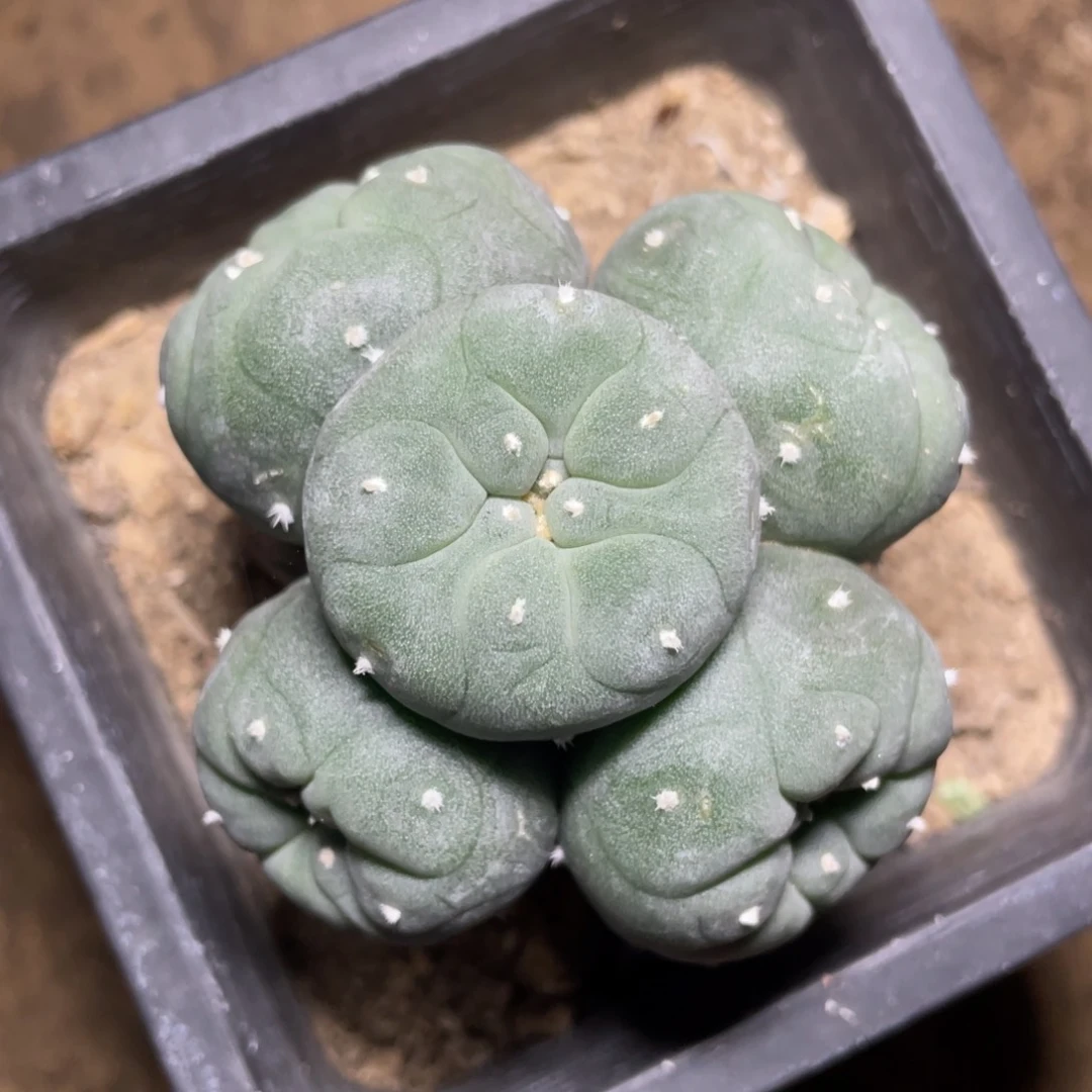 犹银手捧花群仙人球