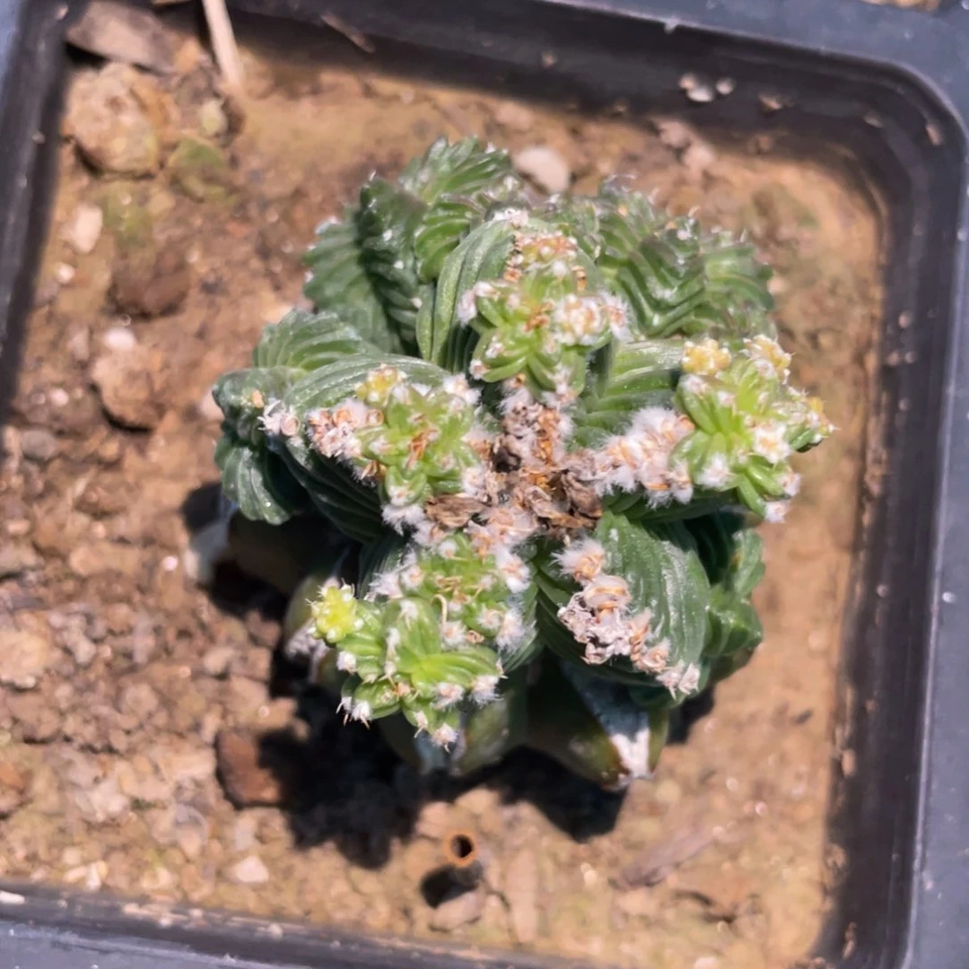 五星花笼群体 仙人球