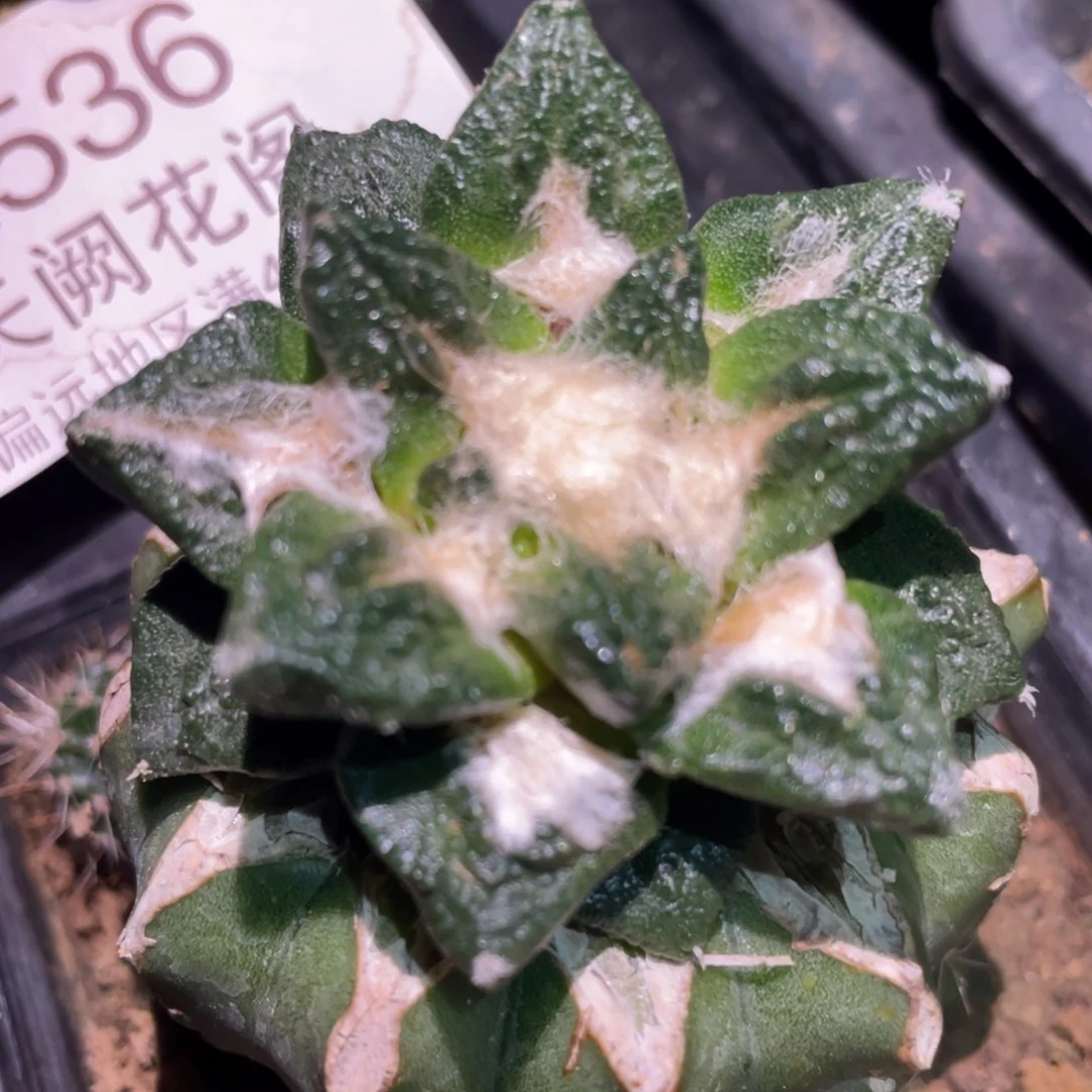 龟甲龙角牡丹 仙人球开花