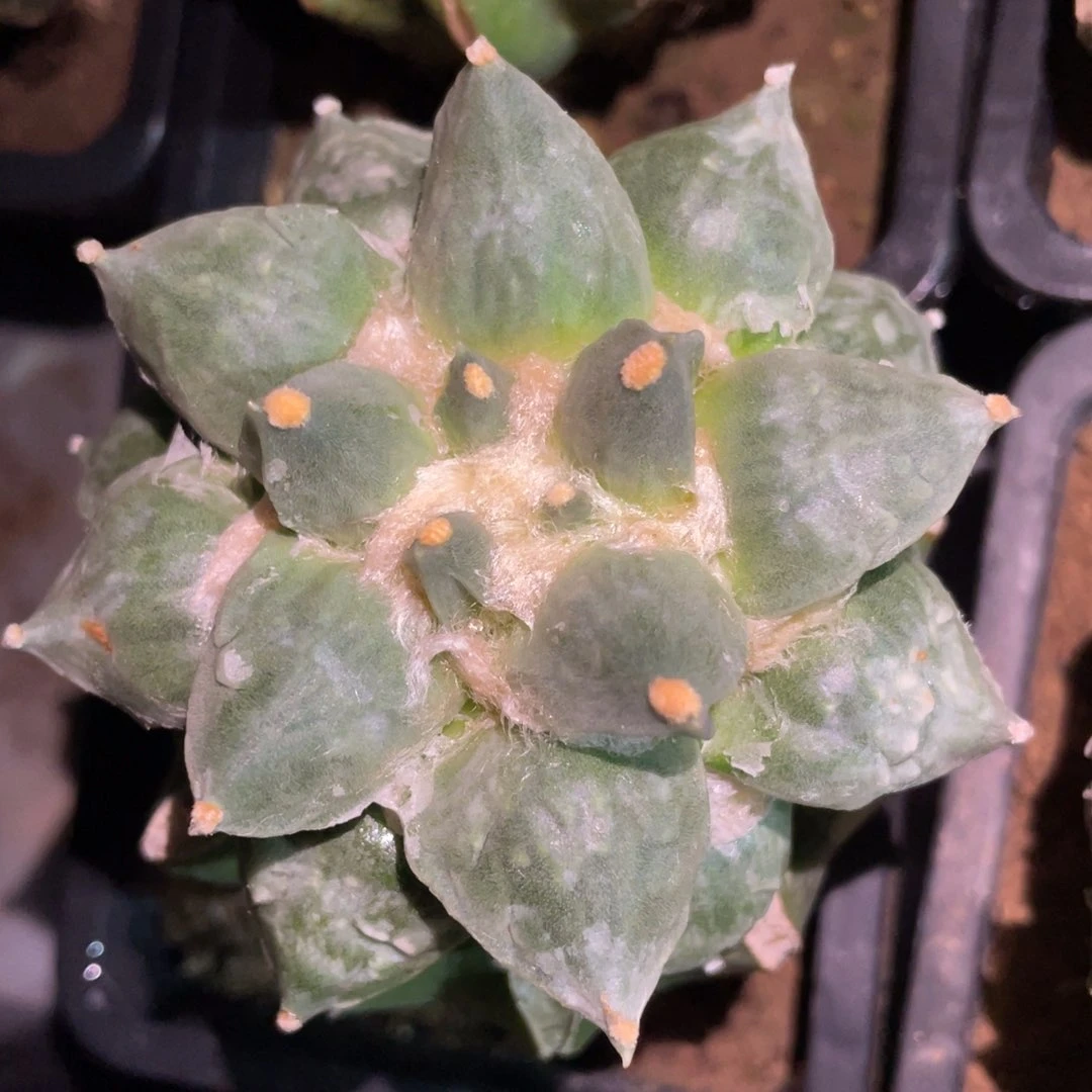 青瓷怒涛牡丹 仙人球