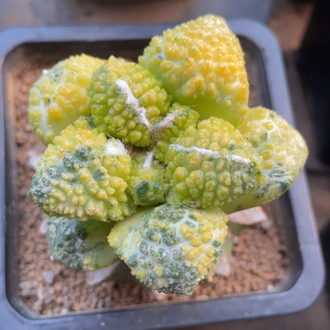 散斑拉丝纹锦大犹菜花牡丹锦 仙人球