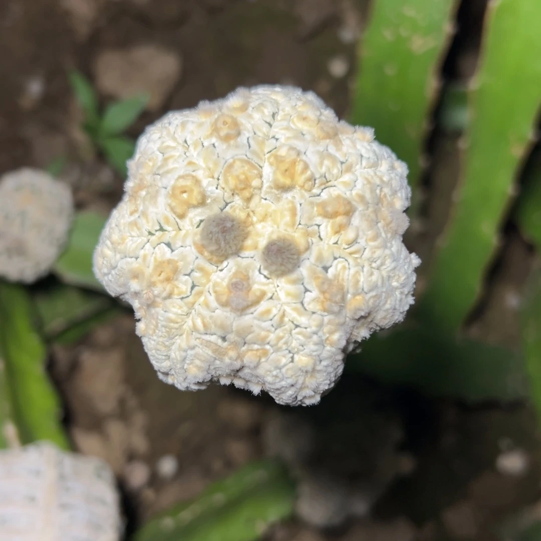 吃**于浓白海星 仙人球