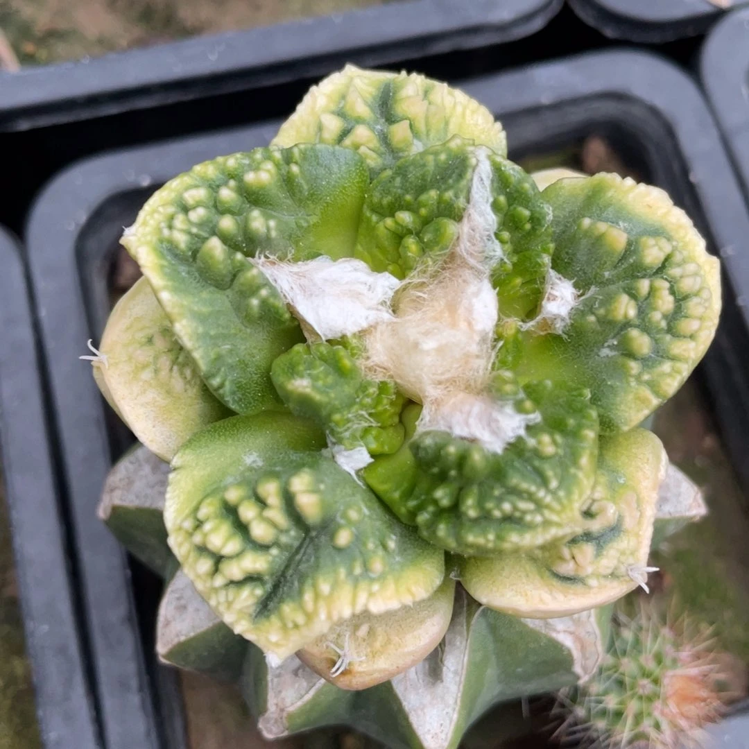 精选大型大犹菜花牡丹锦 仙人球