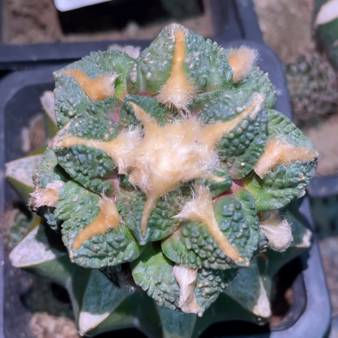 螺旋金毛龟甲牡丹