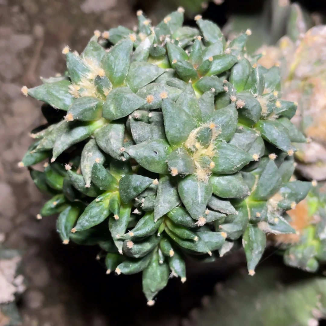 岩牡丹足球群体 仙人球