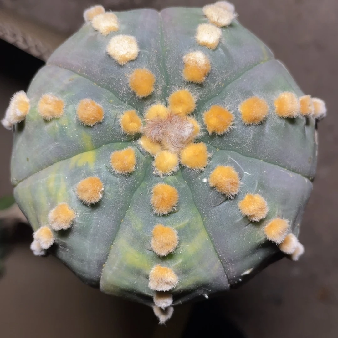 金毛连星兜锦 仙人球开花