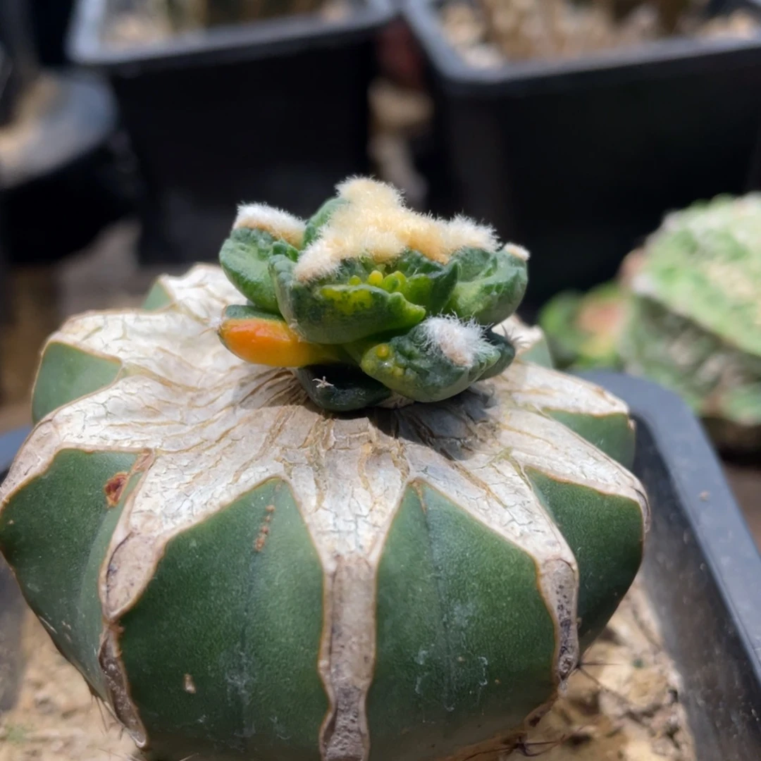 精选散斑菜花牡丹锦小苗