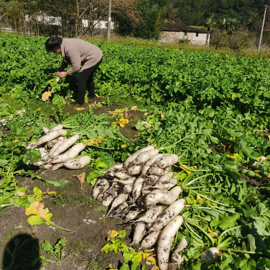（形状各异 会断 介意者勿拍）大山农家自种白萝卜