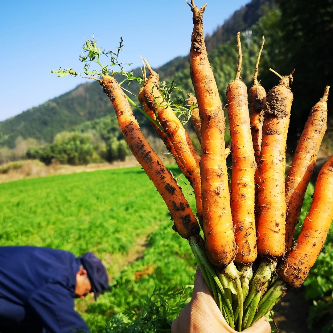 忠信胡萝卜（嫌小的勿拍）