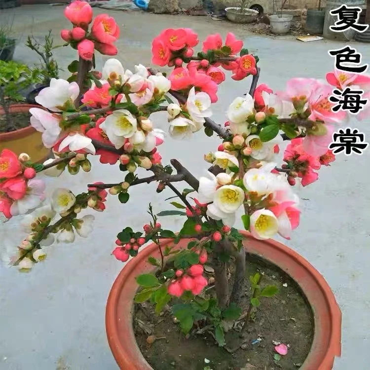 稀有品种冬季海棠花东洋景复色海棠树苗盆景老桩庭院阳台种植盆栽