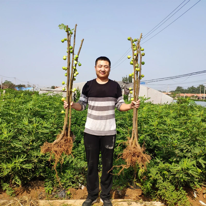 无花 青皮 布兰瑞克  波姬红 芭劳奈 青皮南北方栽种一物一拍