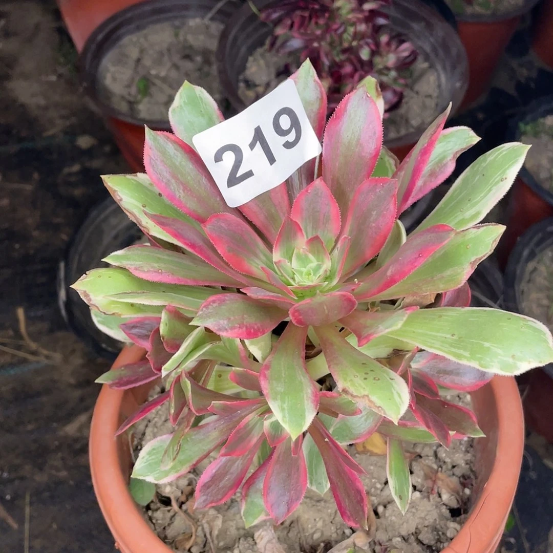 219号没有名字吧